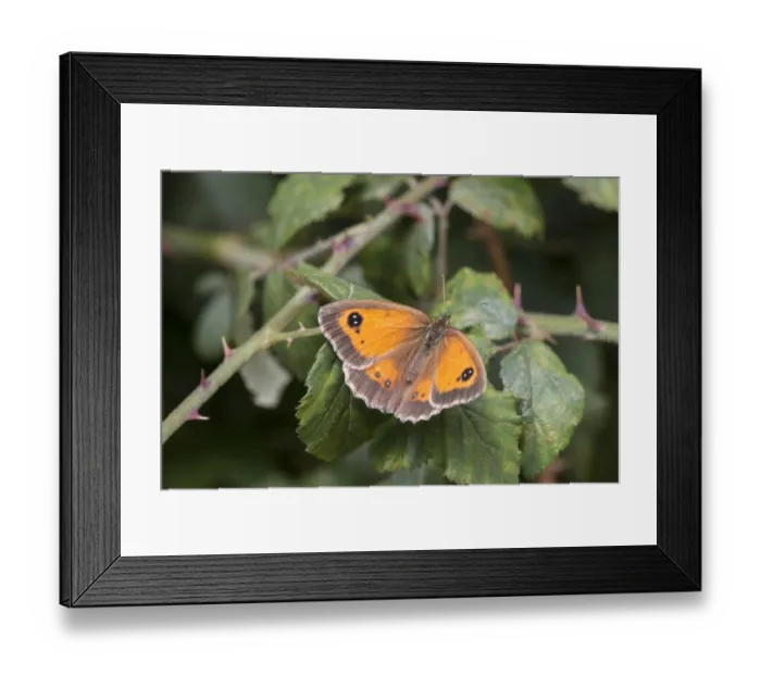 Framed Print : Gatekeeper Butterfly on bramble, Female, July, Suffolk Framed Print : Gatekeeper Butterfly on bramble, Female, July, Suffolk