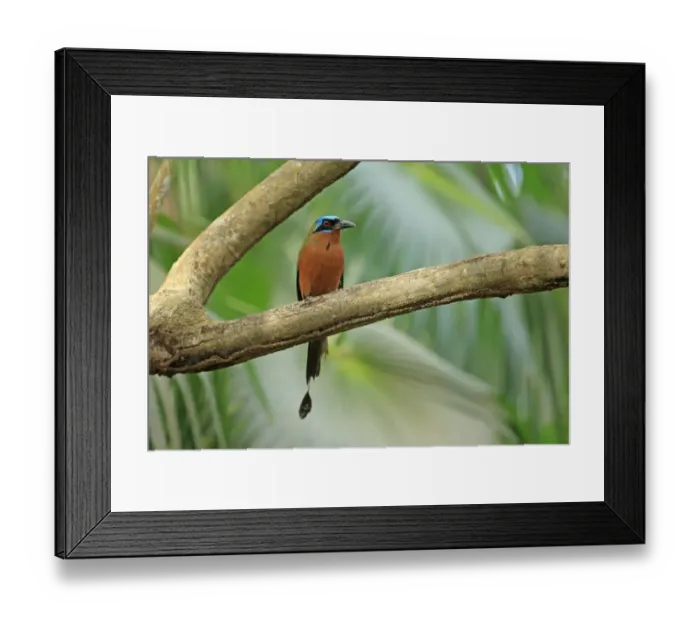 Framed Print : Trinidad Motmot (Momotus bahamensis) adult, perched on branch, Trinidad and Tobago, April Framed Print : Trinidad Motmot (Momotus bahamensis) adult, perched on branch, Trinidad and Tobago, April