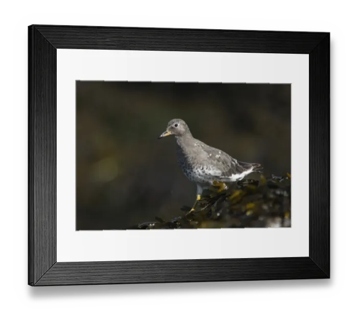 Framed Print : Surfbird (Aphriza virgata) adult, non-breeding plumage, foraging on seaweed covered rocks, Strait of Georgia Framed Print : Surfbird (Aphriza virgata) adult, non-breeding plumage, foraging on seaweed covered rocks, Strait of Georgia