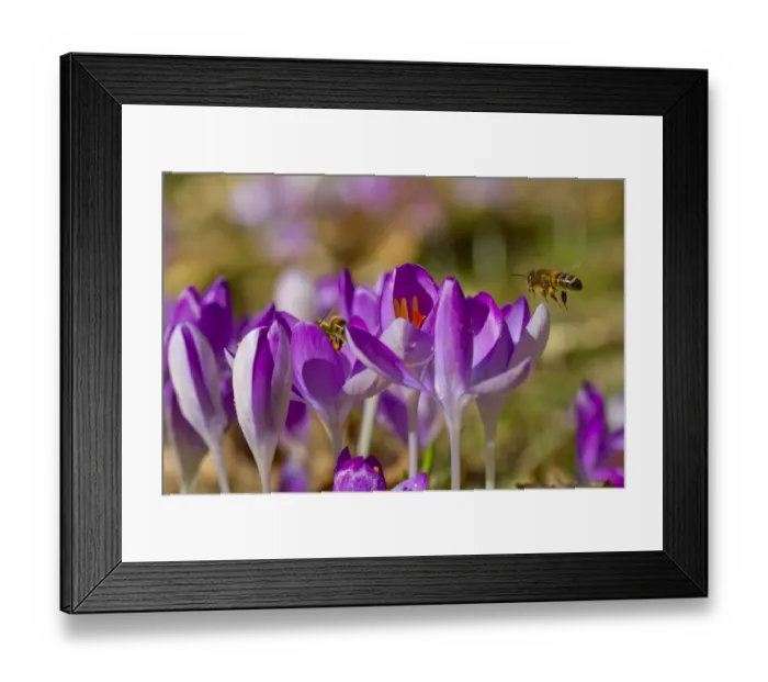 Framed Print : Western Honey Bee (Apis mellifera) two adults, workers feeding on Crocus (Crocus sp. ) flowers in garden, Powys, Wales Framed Print : Western Honey Bee (Apis mellifera) two adults, workers feeding on Crocus (Crocus sp. ) flowers in garden, Powys, Wales