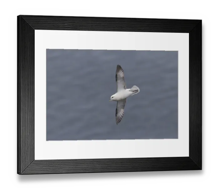 Framed Print : Northern Fulmar (Fulmarus glacialis) adult, in flight over sea, Shetland Islands, Scotland, June Framed Print : Northern Fulmar (Fulmarus glacialis) adult, in flight over sea, Shetland Islands, Scotland, June