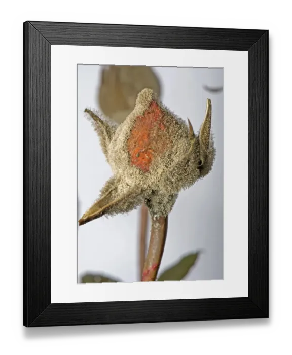 Framed Print : Grey mould, Botrytis cinerea, myclium development on glasshouse reared rose flower buds Framed Print : Grey mould, Botrytis cinerea, myclium development on glasshouse reared rose flower buds
