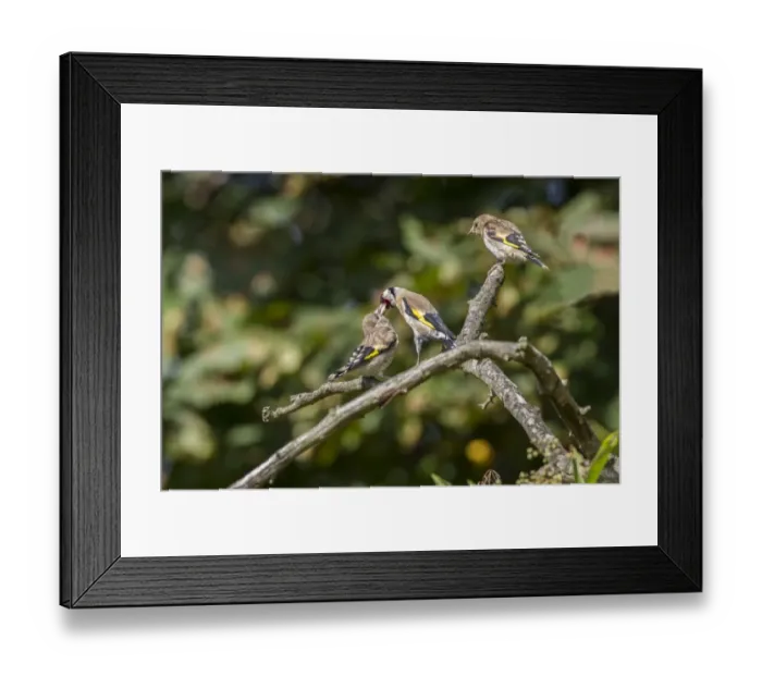 Framed Print : Goldfinch adult regurgitating food to fledged young