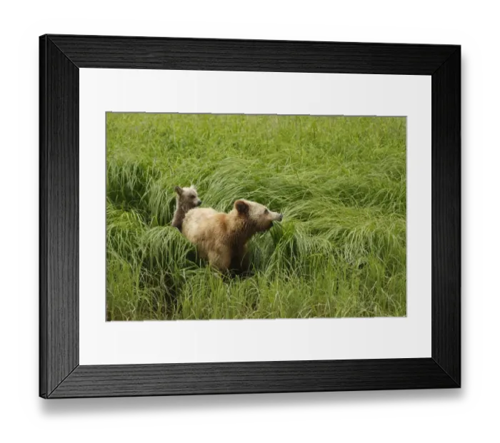 Framed Print : Grizzly Bear (Ursus arctos horribilis) adult female and cub, feeding on sedges in clearing of temperate coastal Framed Print : Grizzly Bear (Ursus arctos horribilis) adult female and cub, feeding on sedges in clearing of temperate coastal