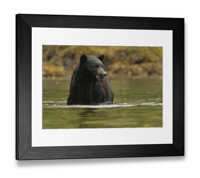 Framed Print : American Black Bear (Ursus americanus kermodei) adult, fishing for salmon, in temperate coastal rainforest Framed Print : American Black Bear (Ursus americanus kermodei) adult, fishing for salmon, in temperate coastal rainforest