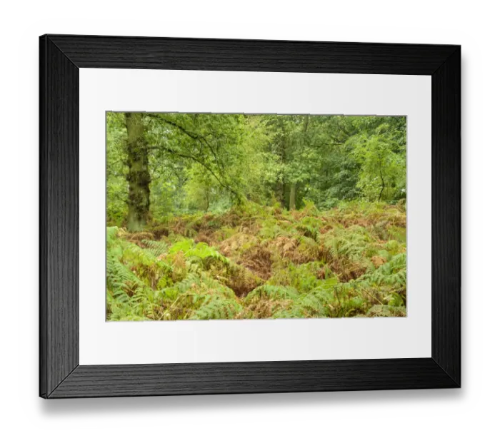 Framed Print : Deciduous woodland habitat in autumn, Blithfield, Staffordshire, England, October Framed Print : Deciduous woodland habitat in autumn, Blithfield, Staffordshire, England, October