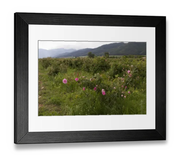 Framed Print : Cultivation of Roses in Rose valley Bulgaria. Rose oil is used in the perfumery industry Framed Print : Cultivation of Roses in Rose valley Bulgaria. Rose oil is used in the perfumery industry