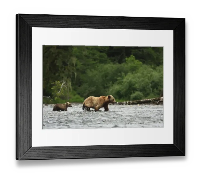 Framed Print : Grizzly Bear (Ursus arctos horribilis) adult female and cub, crossing river in temperate coastal rainforest Framed Print : Grizzly Bear (Ursus arctos horribilis) adult female and cub, crossing river in temperate coastal rainforest