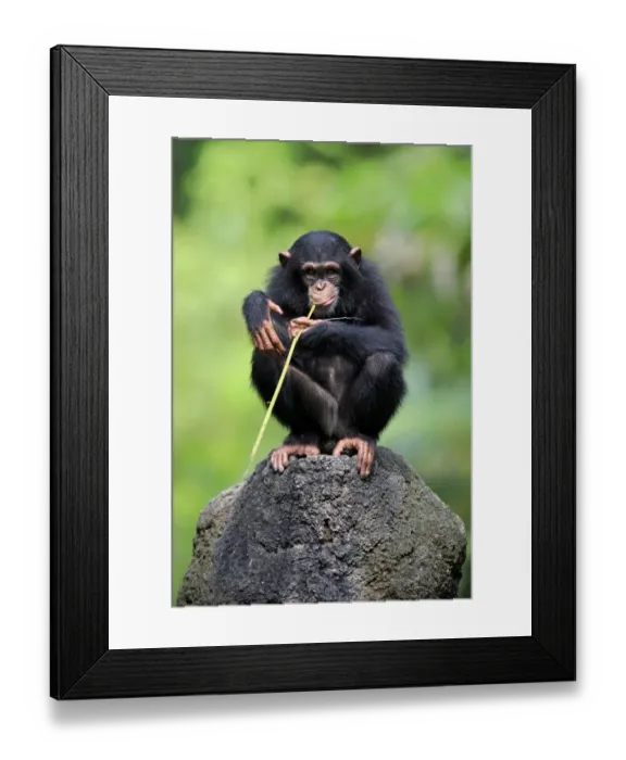 Framed Print : Central Chimpanzee (Pan troglodytes troglodytes) young, drinking, using stem as tool to soak up water from hole in rock Framed Print : Central Chimpanzee (Pan troglodytes troglodytes) young, drinking, using stem as tool to soak up water from hole in rock