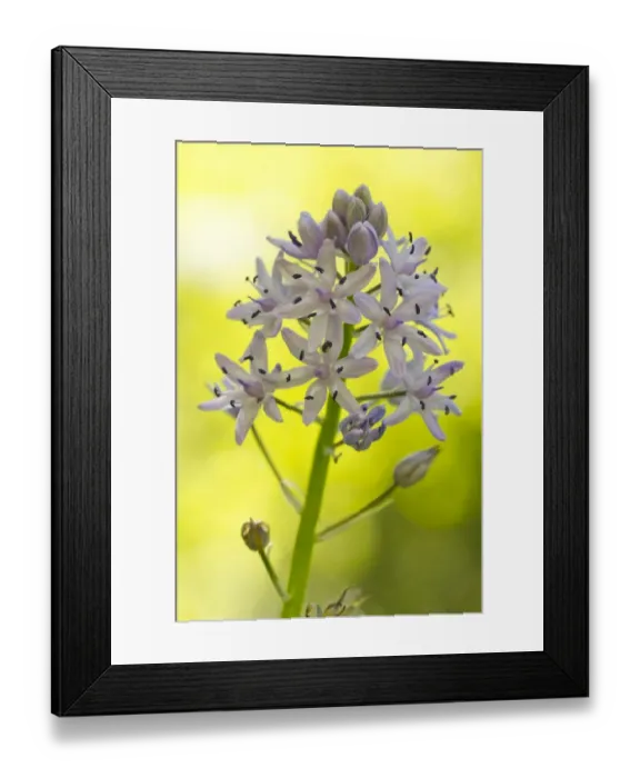 Framed Print : Pyrenean Squill (Scilla liliohyacinthus) close-up of flowerspike, Ariege Pyrenees, Midi-Pyrenees, France, May Framed Print : Pyrenean Squill (Scilla liliohyacinthus) close-up of flowerspike, Ariege Pyrenees, Midi-Pyrenees, France, May
