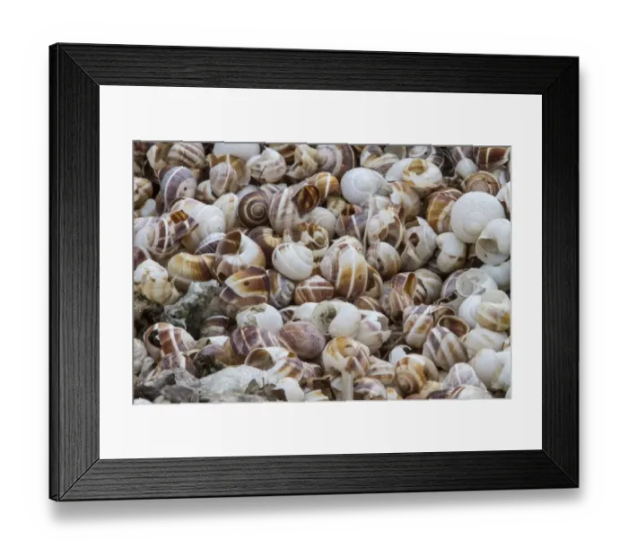Framed Print : Shells of Helix lucorum is a species of large, edible, air-breathing land snail or escargot Framed Print : Shells of Helix lucorum is a species of large, edible, air-breathing land snail or escargot