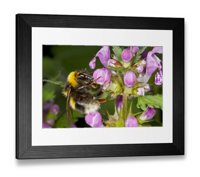 Framed Print : Large Garden Bumblebee (Bombus ruderatus) queen, feeding on Hemp-nettle (Galeopsis sp. ) flowers, Ariege Pyrenees Framed Print : Large Garden Bumblebee (Bombus ruderatus) queen, feeding on Hemp-nettle (Galeopsis sp. ) flowers, Ariege Pyrenees
