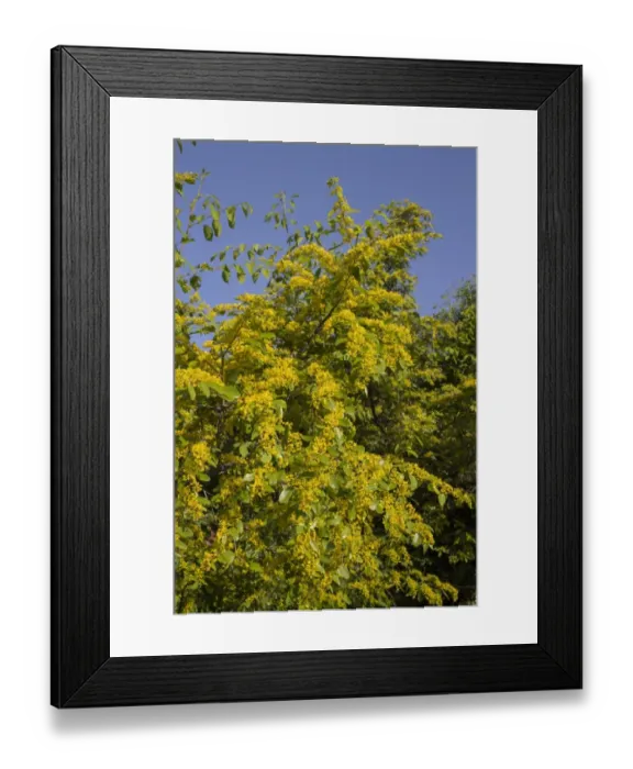 Framed Print : Christs Thorn in Flower - Bulgaria Framed Print : Christs Thorn in Flower - Bulgaria