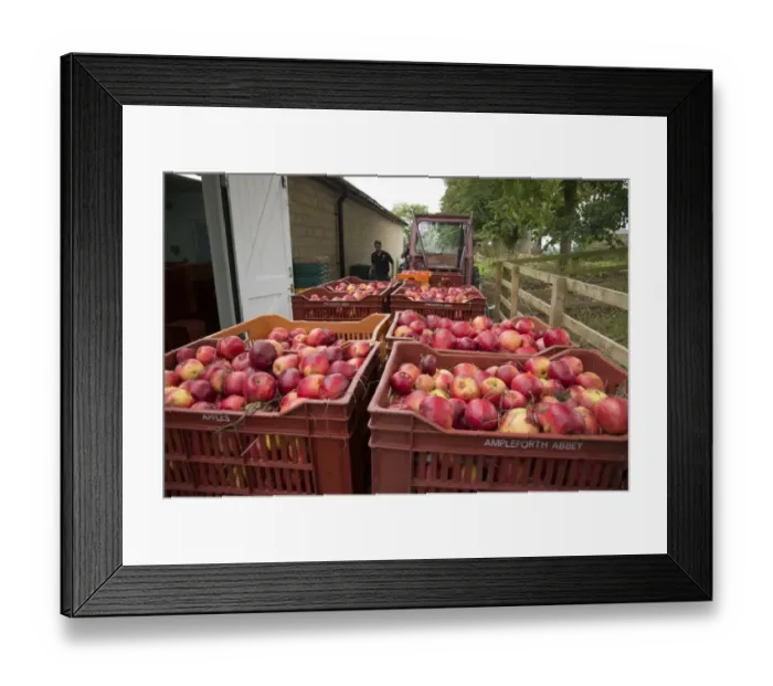 Framed Print : Cultivated Apple (Malus domestica) harvested fruit, cider apples ready for pressing at Benedictine monastery Framed Print : Cultivated Apple (Malus domestica) harvested fruit, cider apples ready for pressing at Benedictine monastery