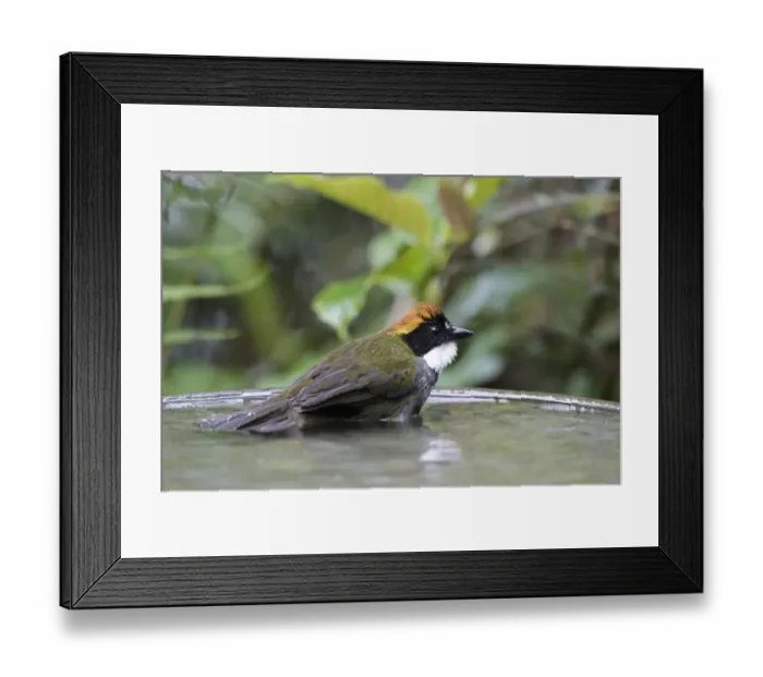 Framed Print : Chestnut-capped Brush-finch (Arremon brunneinucha) adult, bathing in birdbath, Las Grallarias, Mindo, Andes
