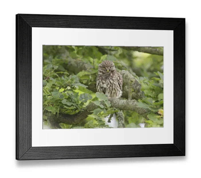 Framed Print : Little Owl (Athene noctua) adult, with foot raised, perched on Common Oak (Quercus robur) branch in farmland