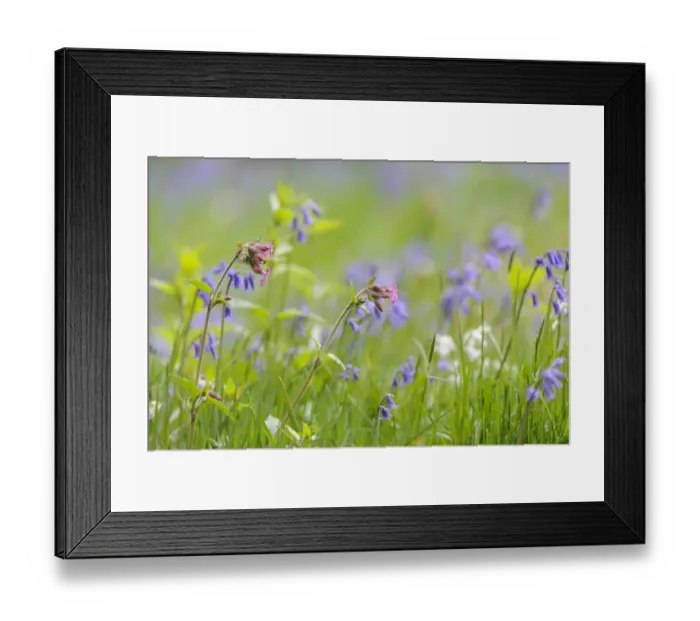 Framed Print : Red Campion (Silene dioica) and Bluebell (Endymion non-scriptus), flowering, growing in grassland, Blithfield Framed Print : Red Campion (Silene dioica) and Bluebell (Endymion non-scriptus), flowering, growing in grassland, Blithfield