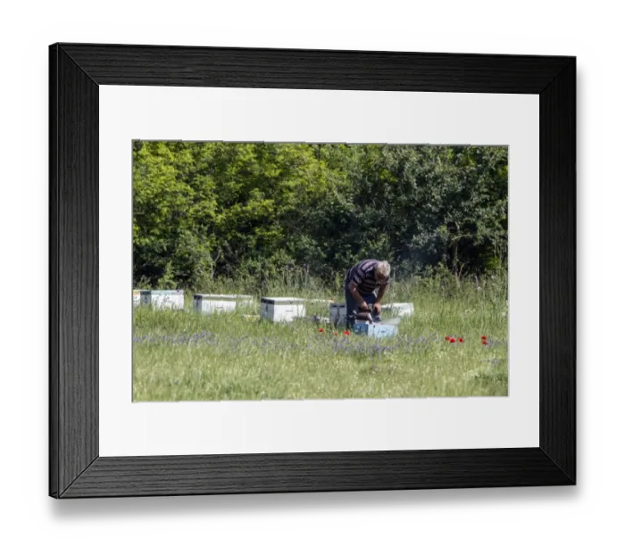 Framed Print : A beekeeper using a smoker which is a device used to calm honey bees. Bulgaria Framed Print : A beekeeper using a smoker which is a device used to calm honey bees. Bulgaria