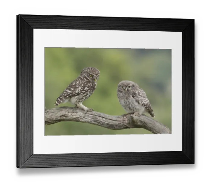 Framed Print : Little Owl (Athene noctua) adult and juvenile, perched on dead branch in farmland, West Yorkshire, England, July