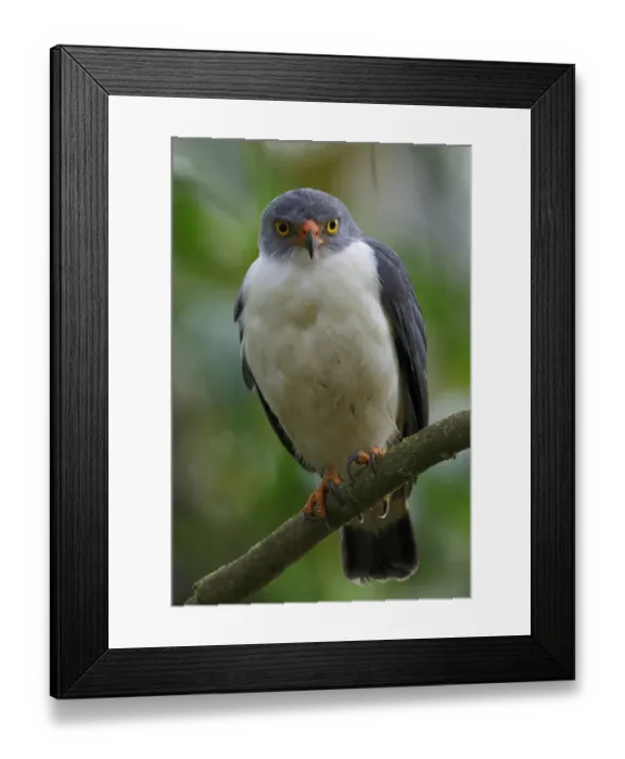 Framed Print : Semiplumbeous Hawk (Leucopternis semiplumbeus) adult, perched on branch, La Selva Biological Station, Costa Rica, March Framed Print : Semiplumbeous Hawk (Leucopternis semiplumbeus) adult, perched on branch, La Selva Biological Station, Costa Rica, March