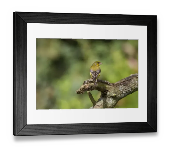 Framed Print : Greenfinch Male in summer plumage Framed Print : Greenfinch Male in summer plumage