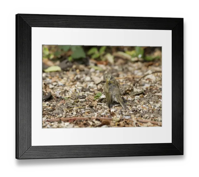 Framed Print : Chiffchaff (Phylloscopus collybita) preening Framed Print : Chiffchaff (Phylloscopus collybita) preening