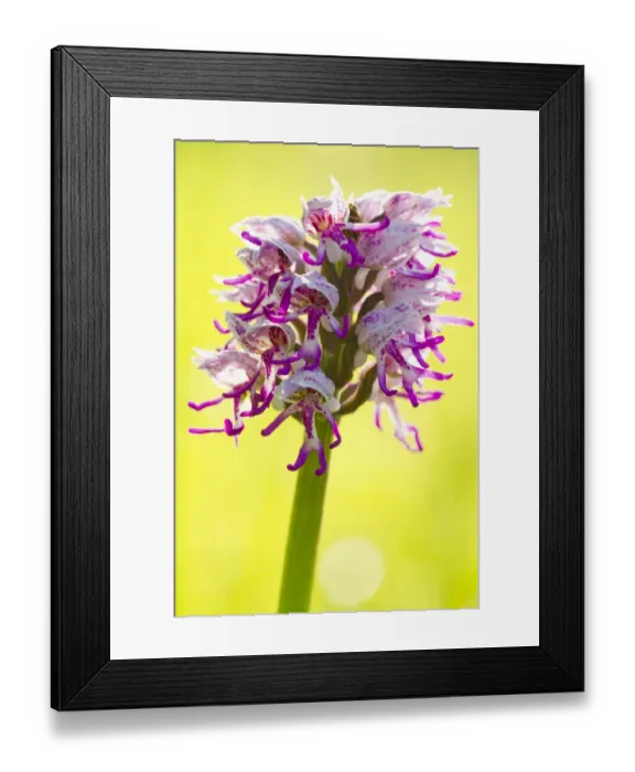 Framed Print : Monkey Orchid (Orchis simia) close-up of flowerspike, Causse de Gramat, Massif Central, Lot, France, April