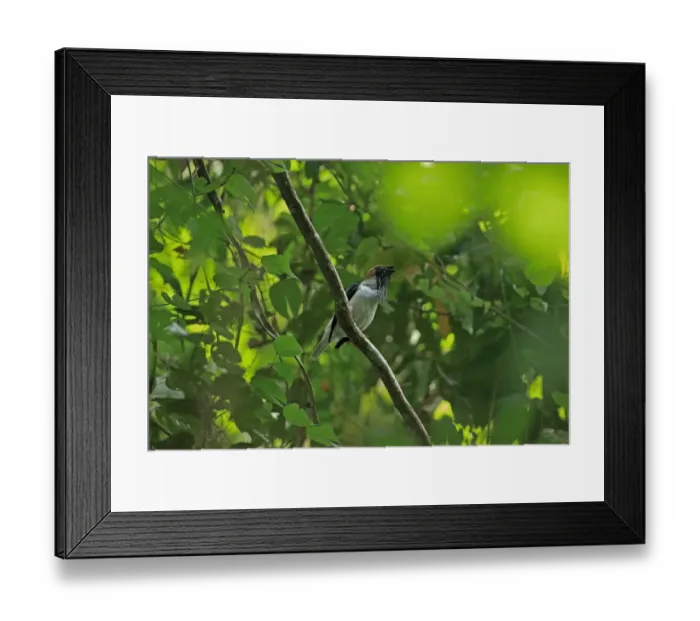 Framed Print : Bearded Bellbird (Procnias averano carnobarba) adult male, singing, perched on branch, Trinidad, Trinidad and Tobago Framed Print : Bearded Bellbird (Procnias averano carnobarba) adult male, singing, perched on branch, Trinidad, Trinidad and Tobago