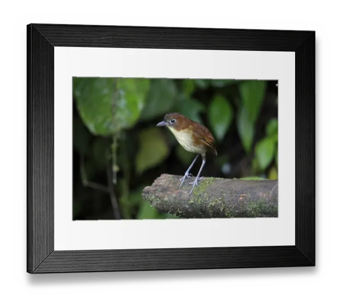 Framed Print : Yellow-breasted Antpitta (Grallaria flavotincta) adult standing on branch, Paz des Aves, Mindo, Andes Framed Print : Yellow-breasted Antpitta (Grallaria flavotincta) adult standing on branch, Paz des Aves, Mindo, Andes