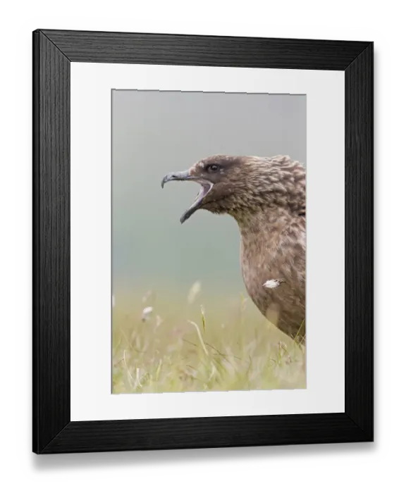 Framed Print : Great Skua (Stercorarius skua) adult, close-up of head and breast, calling, Shetland Islands, Scotland, June Framed Print : Great Skua (Stercorarius skua) adult, close-up of head and breast, calling, Shetland Islands, Scotland, June