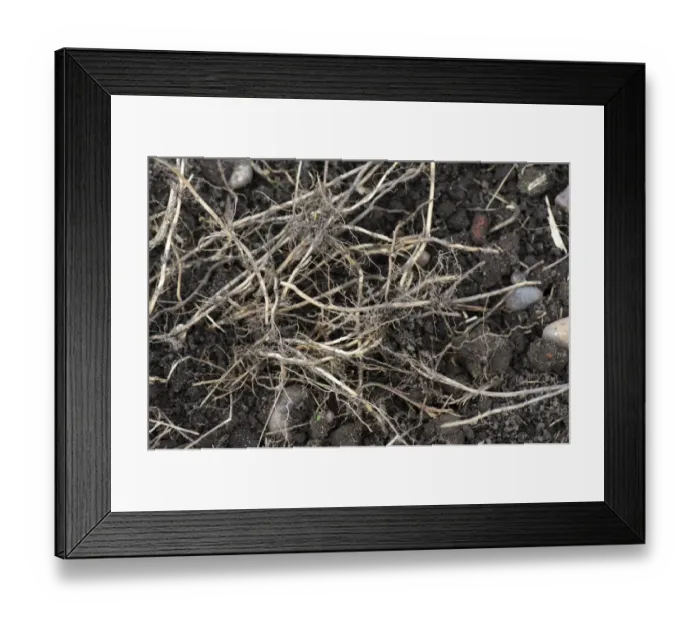 Framed Print : Couch Grass, Agropyron repens, rhizomes, dug up from an established vegetable garden Framed Print : Couch Grass, Agropyron repens, rhizomes, dug up from an established vegetable garden
