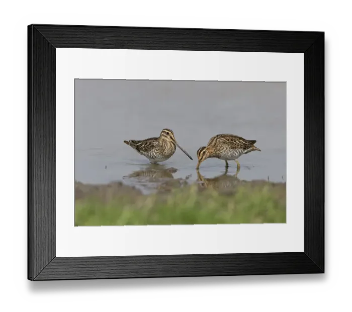 Framed Print : Common Snipe (Gallinago gallinago) two adults, feeding on mud in shallow water, Suffolk, England, September Framed Print : Common Snipe (Gallinago gallinago) two adults, feeding on mud in shallow water, Suffolk, England, September