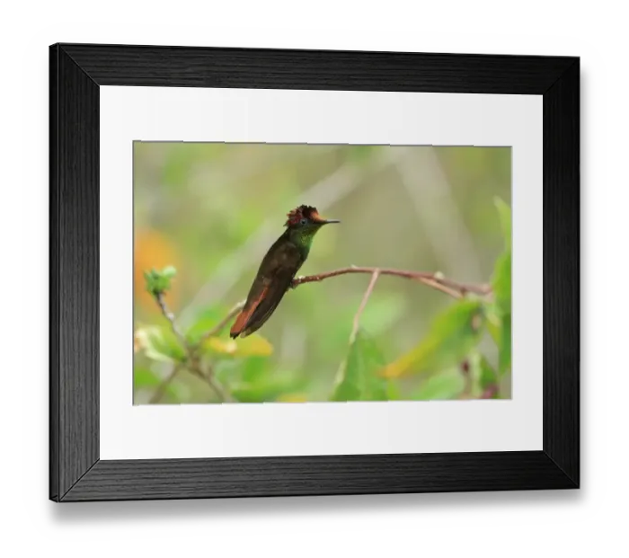 Framed Print : Ruby-topaz Hummingbird (Chrysolampis mosquitus) adult male, perched on twig, Trinidad and Tobago, March Framed Print : Ruby-topaz Hummingbird (Chrysolampis mosquitus) adult male, perched on twig, Trinidad and Tobago, March