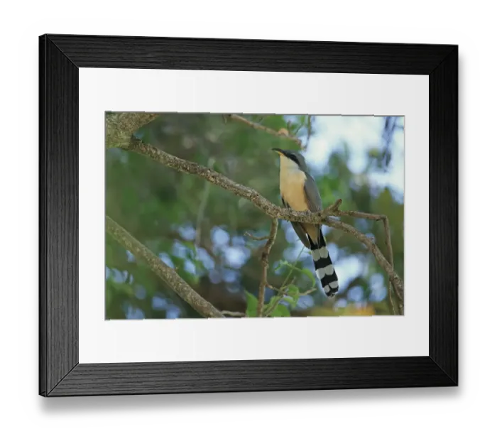 Framed Print : Mangrove Cuckoo (Coccyzus minor) adult, perched on branch, Trinidad, Trinidad and Tobago, March Framed Print : Mangrove Cuckoo (Coccyzus minor) adult, perched on branch, Trinidad, Trinidad and Tobago, March