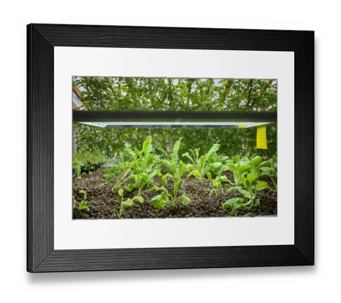 Framed Print : Rocket and Pak choi growing in aquaponics unit, water from tanks containing tilapia fish is pumped into trough with Framed Print : Rocket and Pak choi growing in aquaponics unit, water from tanks containing tilapia fish is pumped into trough with