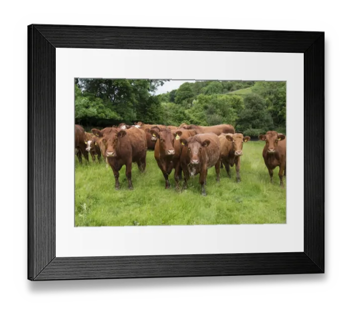 Framed Print : Domestic Cattle, Luing cows and calves, standing in pasture, Windermere, Lake District N. P. Cumbria, England, June Framed Print : Domestic Cattle, Luing cows and calves, standing in pasture, Windermere, Lake District N. P. Cumbria, England, June