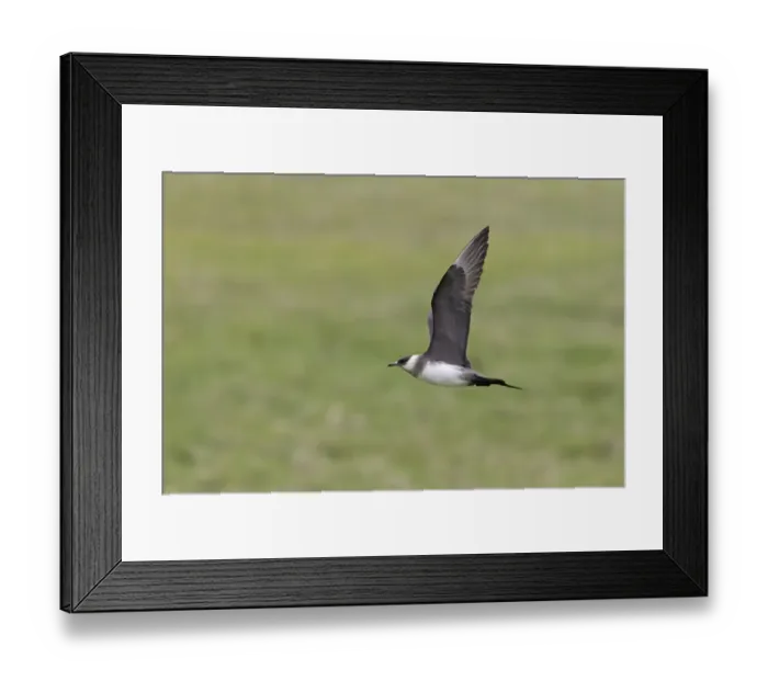 Framed Print : Arctic Skua (Stercorarius parasiticus) pale phase, adult, in flight, Noss, Shetland Islands, Scotland, June Framed Print : Arctic Skua (Stercorarius parasiticus) pale phase, adult, in flight, Noss, Shetland Islands, Scotland, June