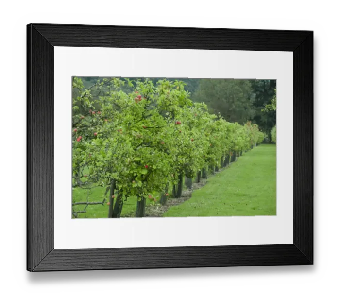 Framed Print : Cultivated Apple (Malus domestica) orchard, at Benedictine monastery, Ampleforth Abbey, Ampleforth, North Yorkshire Framed Print : Cultivated Apple (Malus domestica) orchard, at Benedictine monastery, Ampleforth Abbey, Ampleforth, North Yorkshire