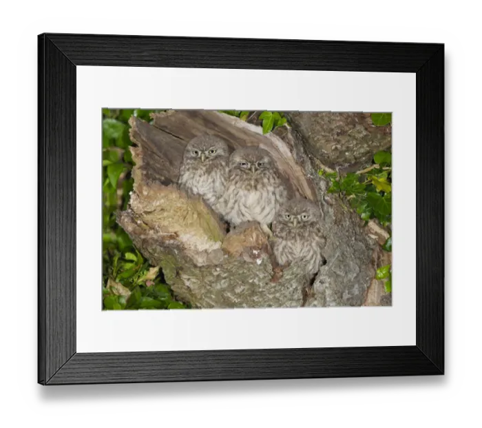 Framed Print : Little Owl (Athene noctua) three young, perched at nesthole entrance at night, Oxfordshire, England, June