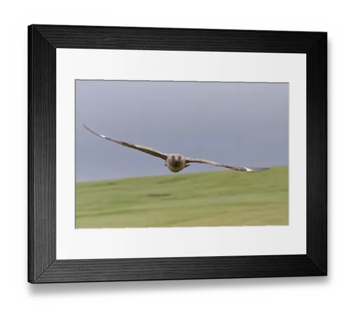 Framed Print : Great Skua (Stercorarius skua) adult, in flight, Shetland Islands, Scotland, June Framed Print : Great Skua (Stercorarius skua) adult, in flight, Shetland Islands, Scotland, June