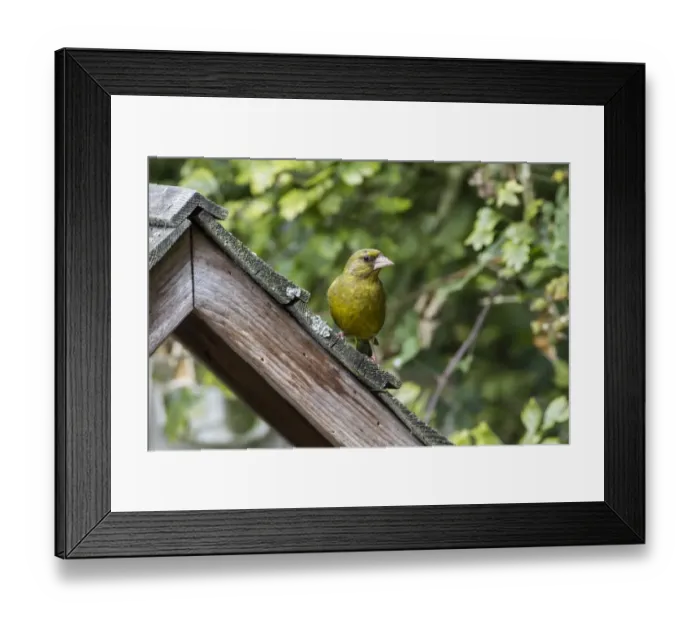 Framed Print : Greenfinch Male on bird table