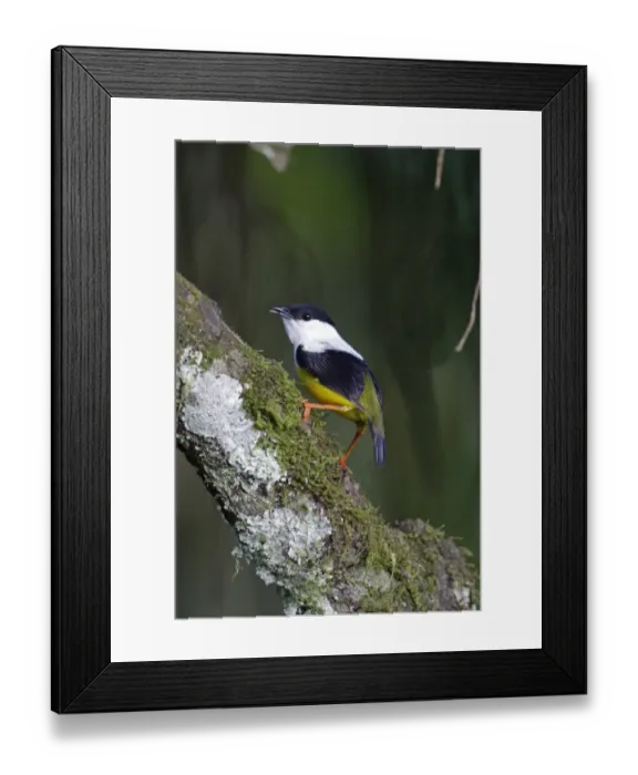 Framed Print : White-collared Manakin (Manacus candei) adult male, perched on branch, near Sarapiqui River, Costa Rica, February Framed Print : White-collared Manakin (Manacus candei) adult male, perched on branch, near Sarapiqui River, Costa Rica, February