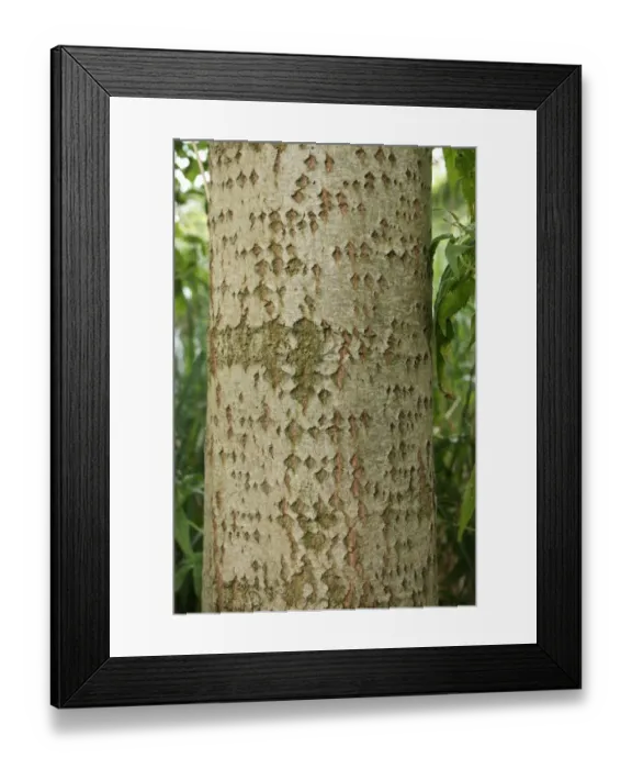 Framed Print : European Aspen (Populus tremula) close-up of trunk, growing in river valley fen, Redgrave and Lopham Fen N. N. R Framed Print : European Aspen (Populus tremula) close-up of trunk, growing in river valley fen, Redgrave and Lopham Fen N. N. R