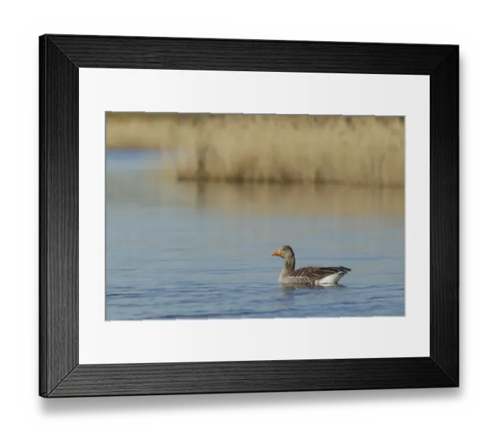 Framed Print : Greylag Goose (Anser anser) adult, swimming, St. Aidans RSPB Reserve, West Yorkshire, England, April Framed Print : Greylag Goose (Anser anser) adult, swimming, St. Aidans RSPB Reserve, West Yorkshire, England, April