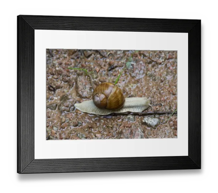 Framed Print : Edible or Roman Snail, Helix pomatia is a species of large, air-breathing land snail or escargot Framed Print : Edible or Roman Snail, Helix pomatia is a species of large, air-breathing land snail or escargot
