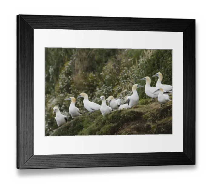 Framed Print : Northern Gannet (Morus bassanus) sub-adults, third and fourth winter plumage Framed Print : Northern Gannet (Morus bassanus) sub-adults, third and fourth winter plumage