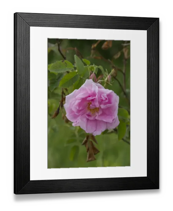Framed Print : Close of the damask Rose Rosa damascena, used to make Rose oil for the perfumery industry Framed Print : Close of the damask Rose Rosa damascena, used to make Rose oil for the perfumery industry