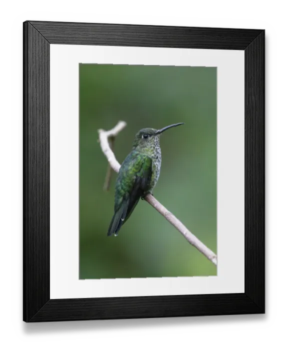 Framed Print : Many-spotted Hummingbird (Taphrospilus hypostictus) adult, perched on stem, Wild Sumaco Lodge, Napo Province, Ecuador Framed Print : Many-spotted Hummingbird (Taphrospilus hypostictus) adult, perched on stem, Wild Sumaco Lodge, Napo Province, Ecuador