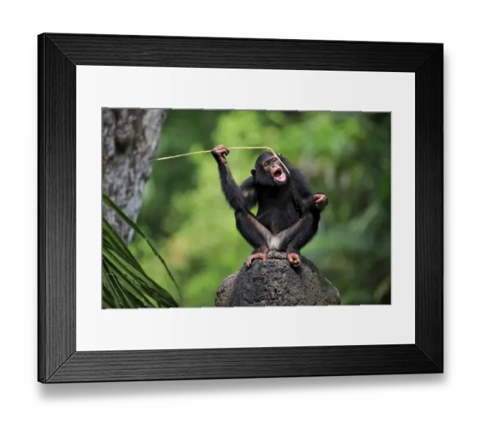 Framed Print : Central Chimpanzee (Pan troglodytes troglodytes) young, drinking, using stem as tool to soak up water from hole in rock Framed Print : Central Chimpanzee (Pan troglodytes troglodytes) young, drinking, using stem as tool to soak up water from hole in rock