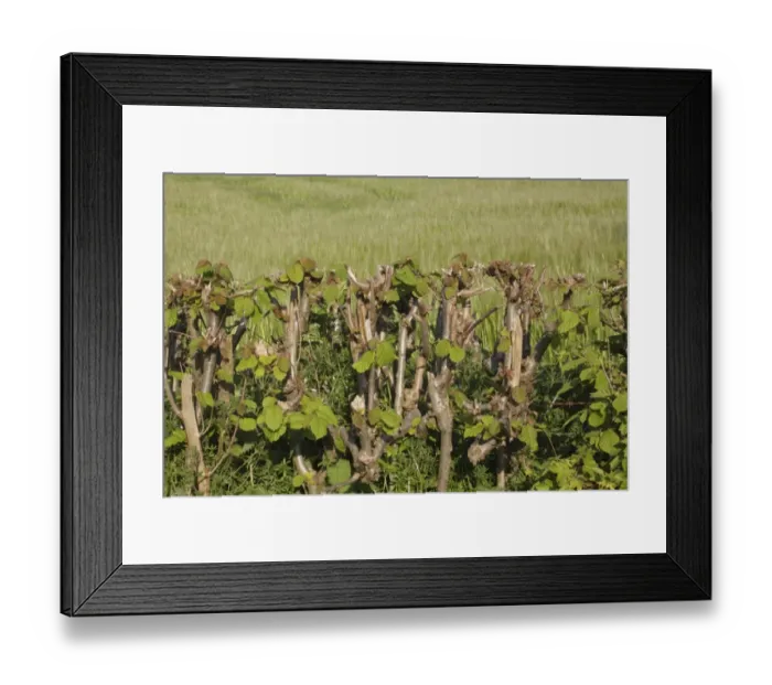 Framed Print : Common Hazel (Corylus avellana) growing in cut hedgerow at edge of Barley (Hordeum vulgare) field, Thorner